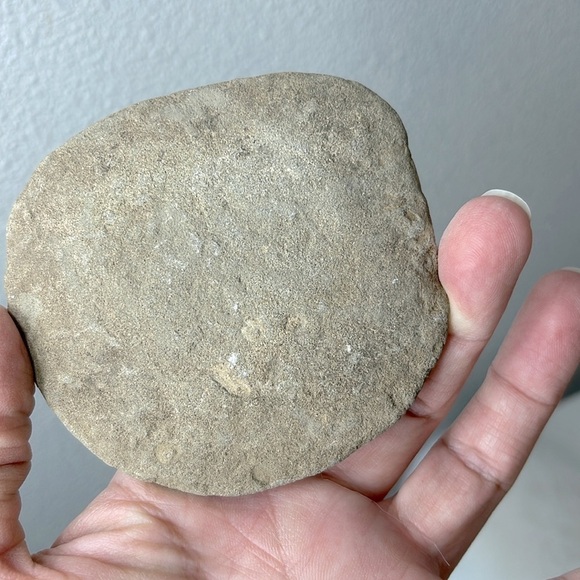 Oregon Fossilized Sea Shells & Coral Fossils | Natural Rock • Educational Lot - Picture 14 of 17